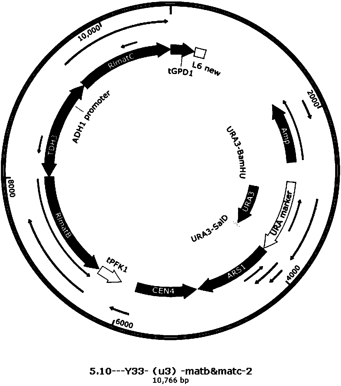 Method for producing phloretin by fermentation of saccharomyces cerevisiae