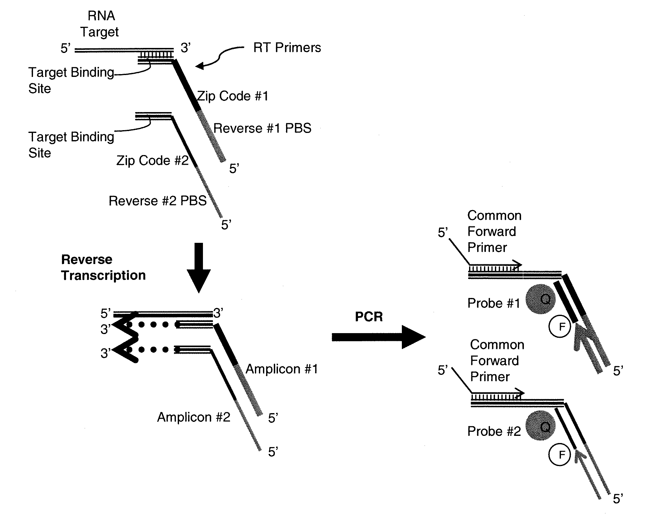 Nucleic acid quantitation methods