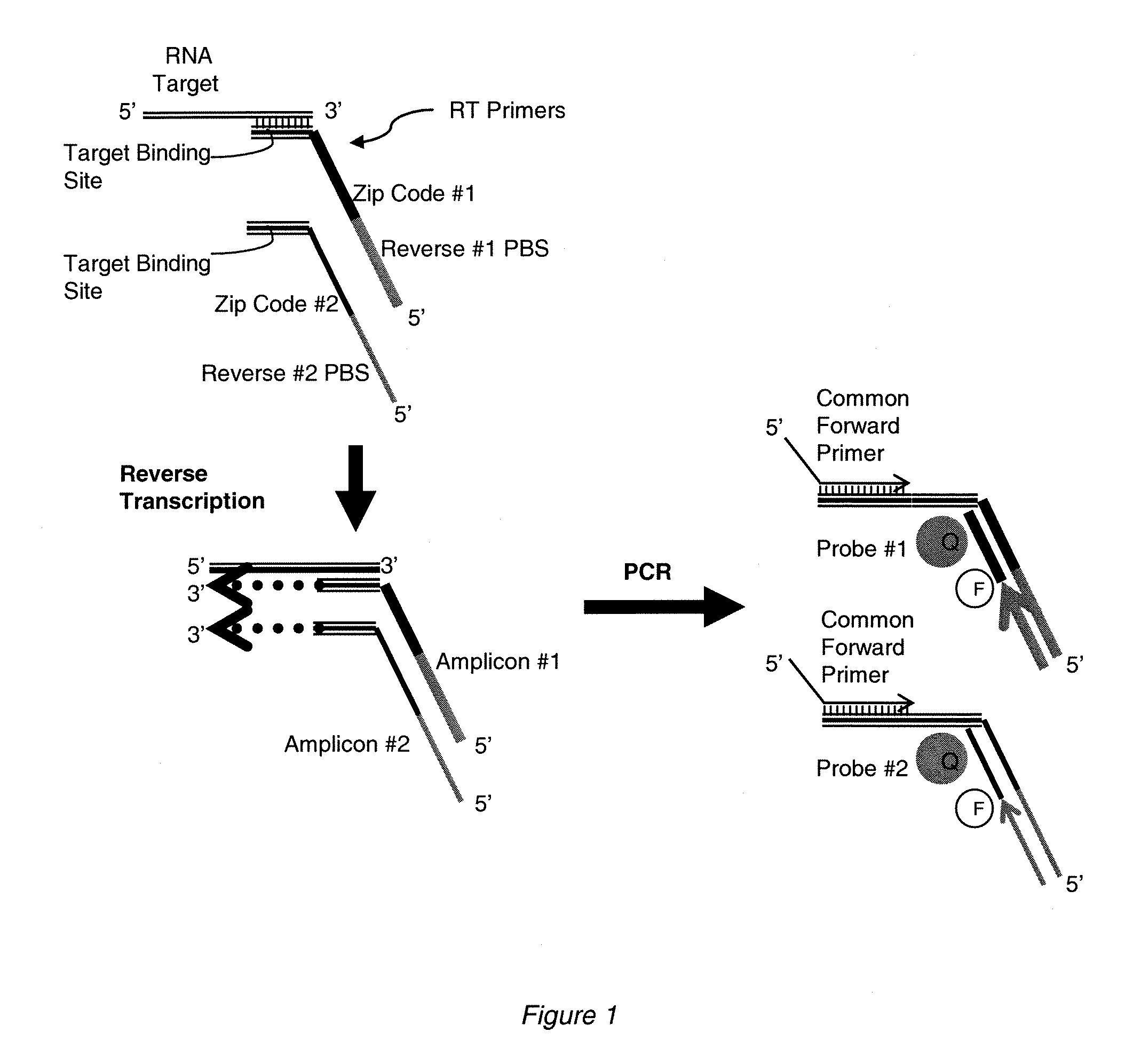 Nucleic acid quantitation methods