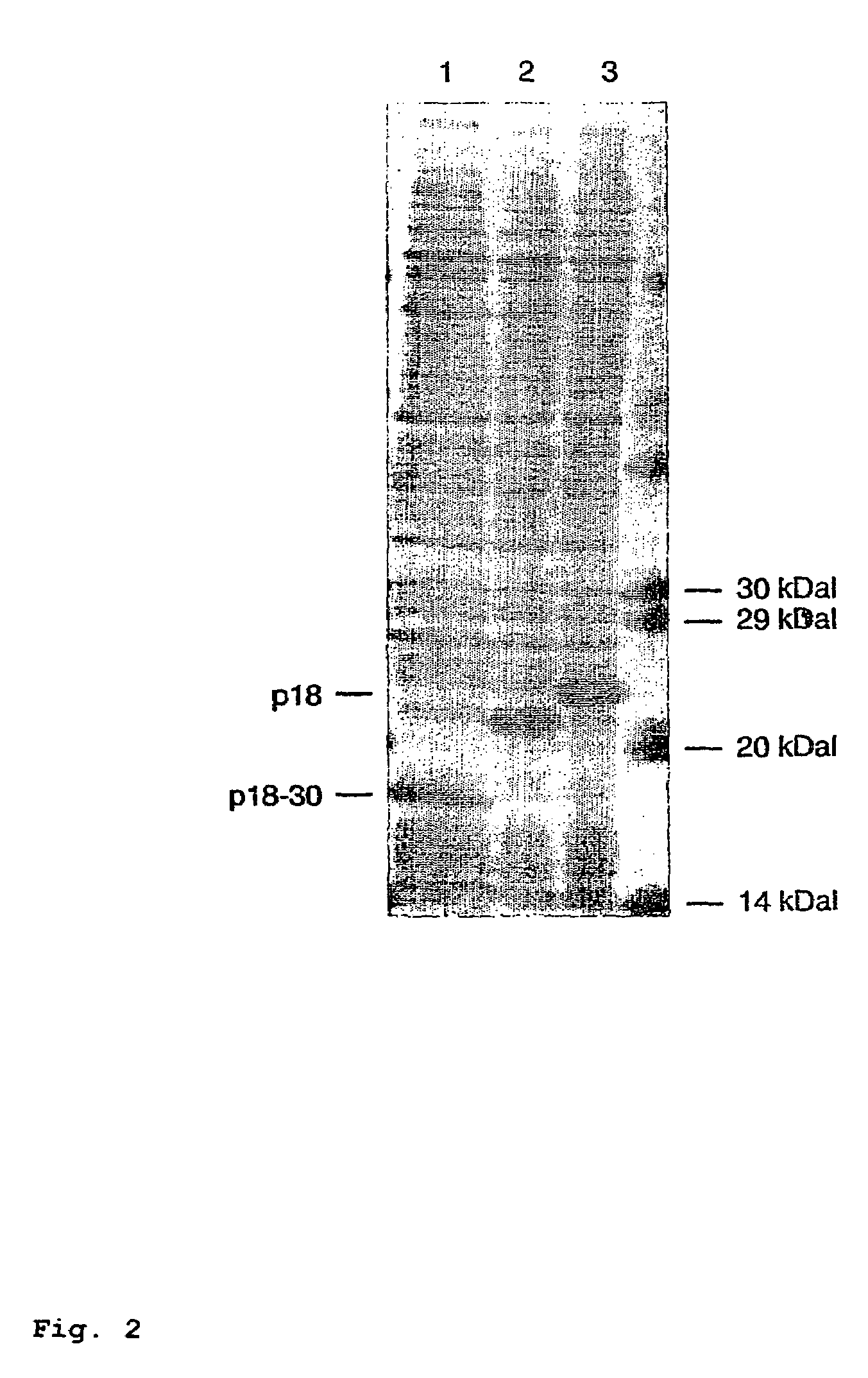 Peptides derived from capsid antigens of the Epstein-Barr virus and the use thereof