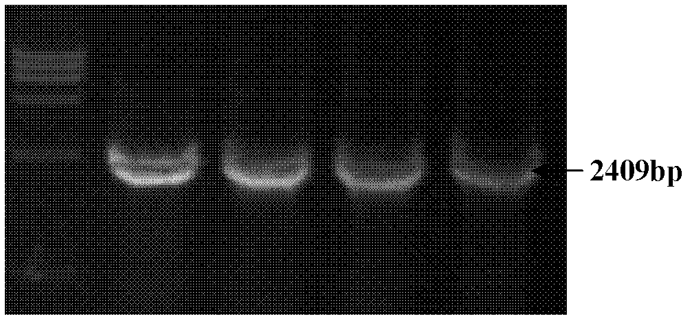 Recombinant HEK293 cell with high FGFR4 expression and application thereof