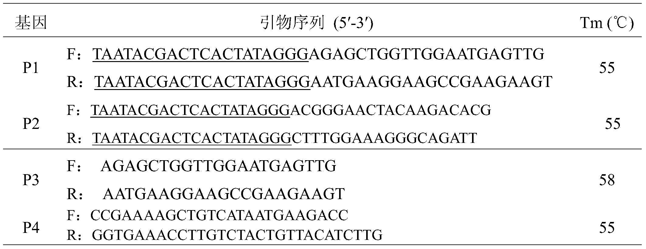 DsRNA of ecdysone receptor (EcR) gene USP and application thereof to control of damage caused by aphids