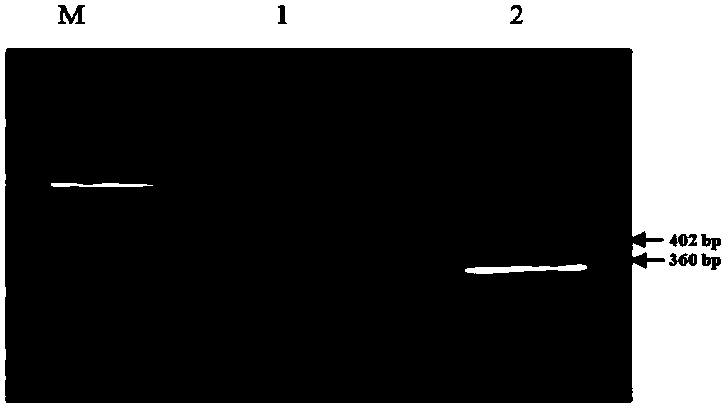 DsRNA of ecdysone receptor (EcR) gene USP and application thereof to control of damage caused by aphids