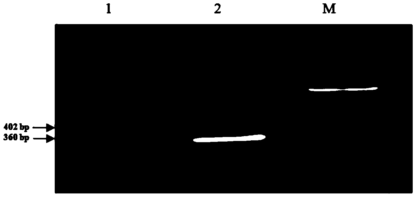 DsRNA of ecdysone receptor (EcR) gene USP and application thereof to control of damage caused by aphids