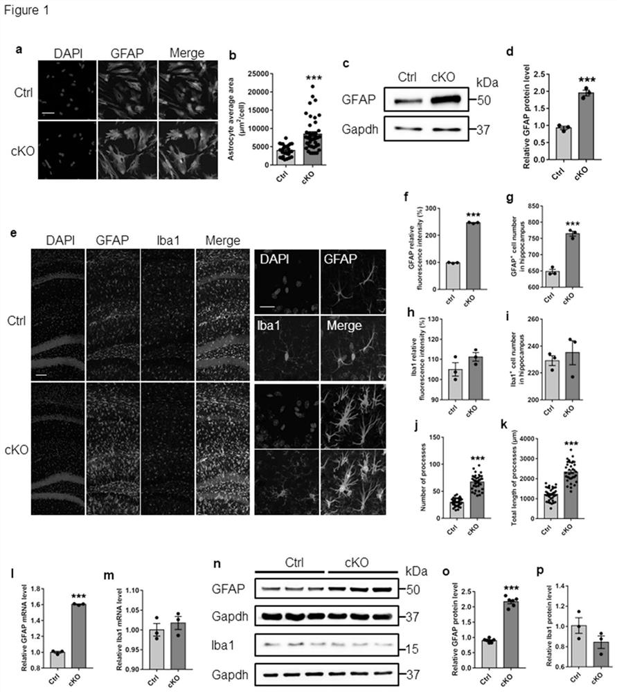 Application of N-acetyl-D-glucosamine in preparation of drugs for preventing and treating Alzheimer's disease