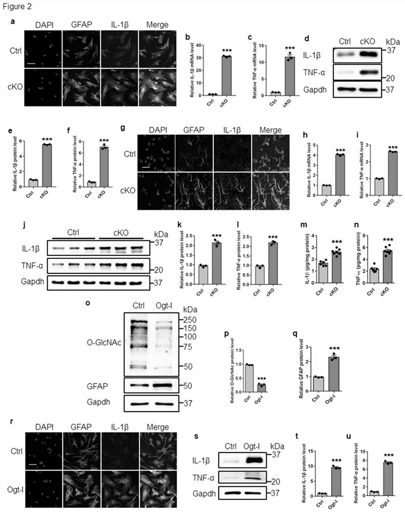 Application of N-acetyl-D-glucosamine in preparation of drugs for preventing and treating Alzheimer's disease