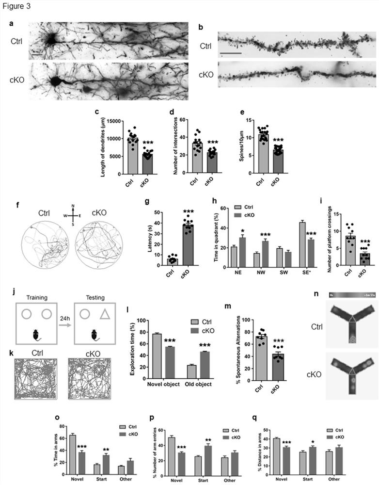 Application of N-acetyl-D-glucosamine in preparation of drugs for preventing and treating Alzheimer's disease