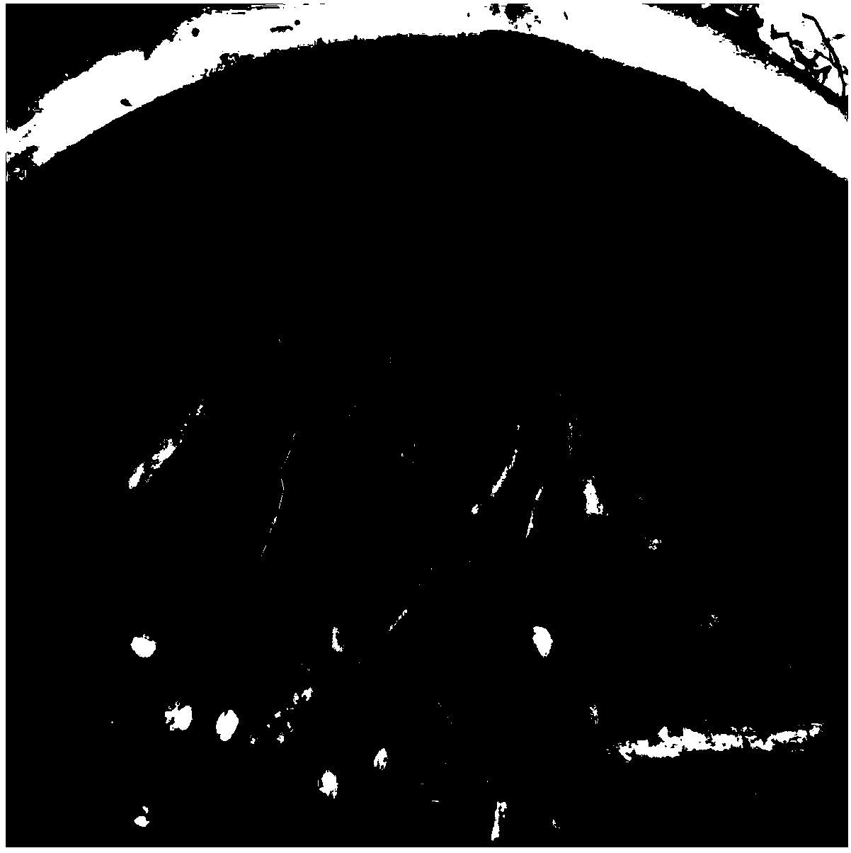 Reproduction method for raising seedlings by cutting by aid of root systems of lagerstroemia indica