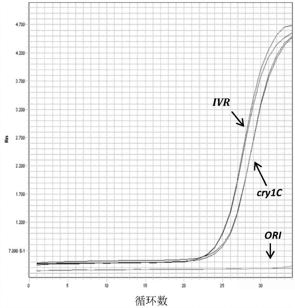 Anti-insect anti-herbicide corn conversion event and creation method and detection method thereof