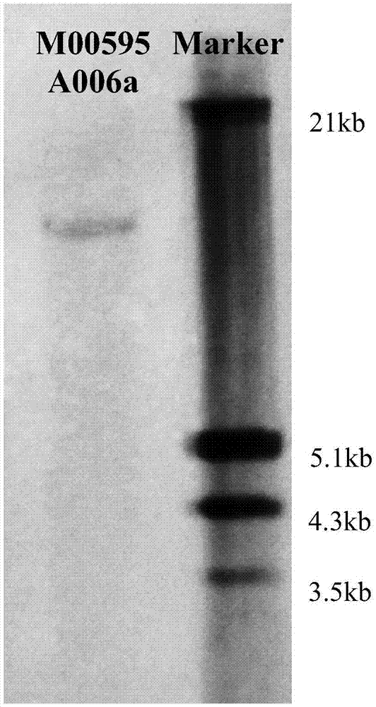 Anti-insect anti-herbicide corn conversion event and creation method and detection method thereof