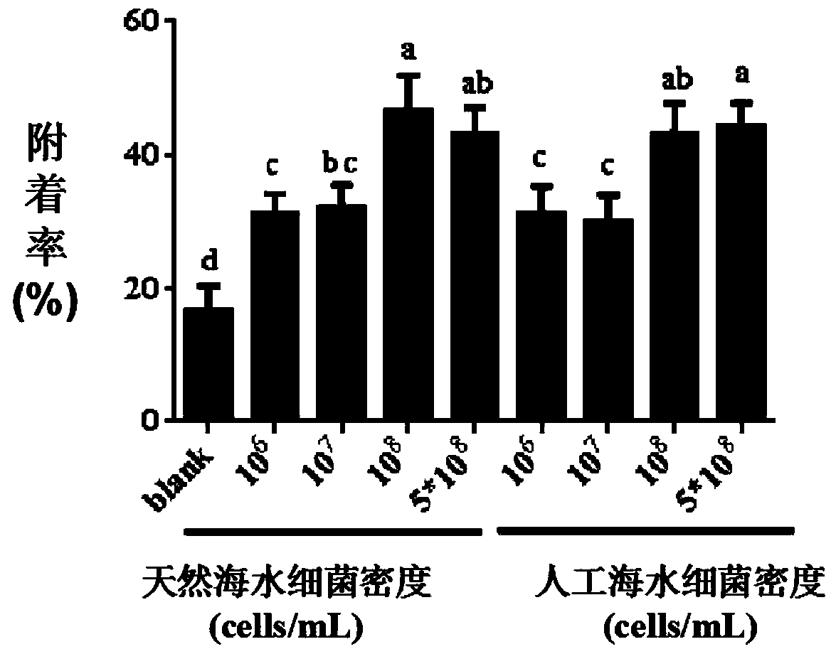 Artificial seawater composition, Shewanella loihica cultured by same and application of thereof