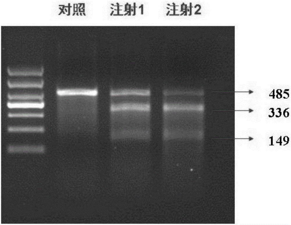 Breeding method for knocking out fish MC4R gene by using CRISPR (clustered regularly interspaced short palindromic repeats)-Cas9 system