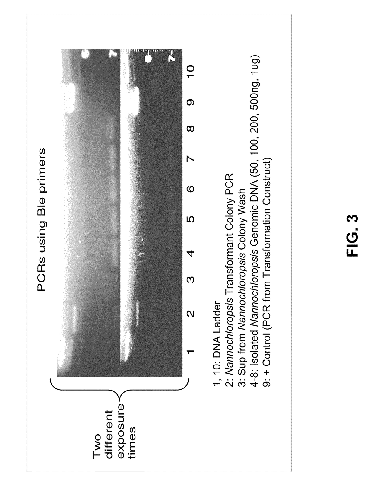 Transformation of algal cells