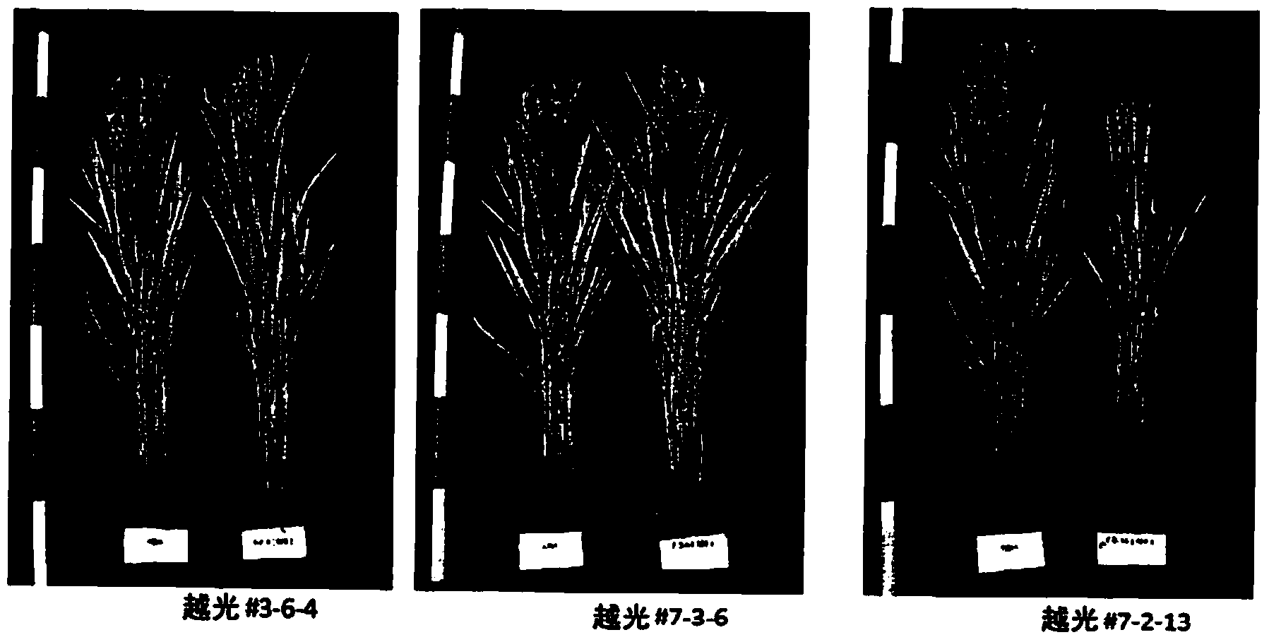 Cadmium absorption regulation gene, protein, and rice plant having reduced cadmium absorption