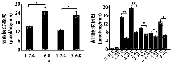 Prodrugs designed on basis of intestinal MCT1 (monocarboxylate transporter 1) carrier protein and preparation method of prodrugs