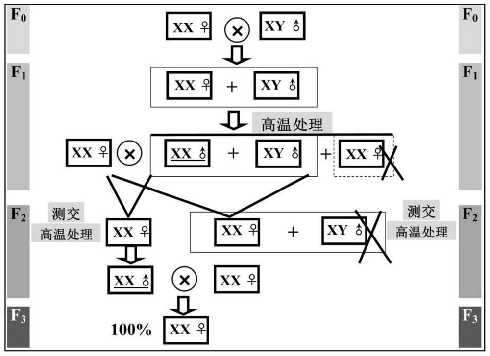 A Method for Rapid Mass Production of Whole Female Loach Without Using Sex Hormone