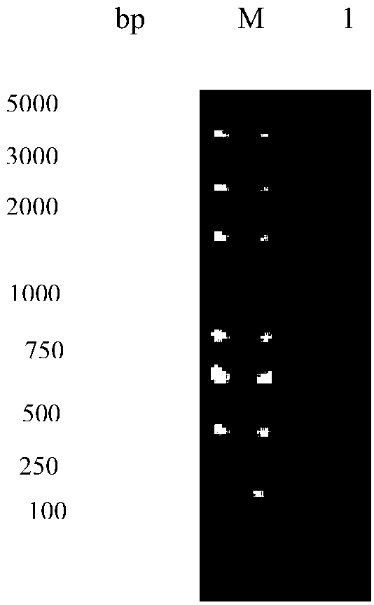 Vector and method for eukaryotic soluble expression of polar-tube glycoprotein of Nosema bombycis