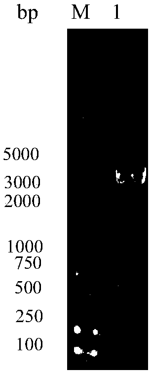 Vector and method for eukaryotic soluble expression of polar-tube glycoprotein of Nosema bombycis