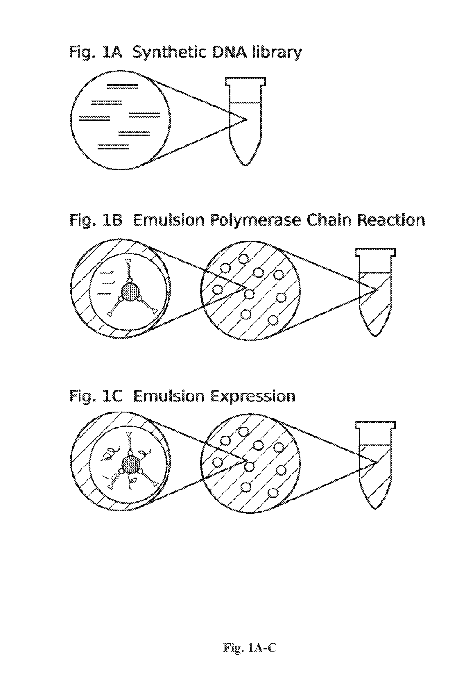 High throughput screen for biologically active polypeptides