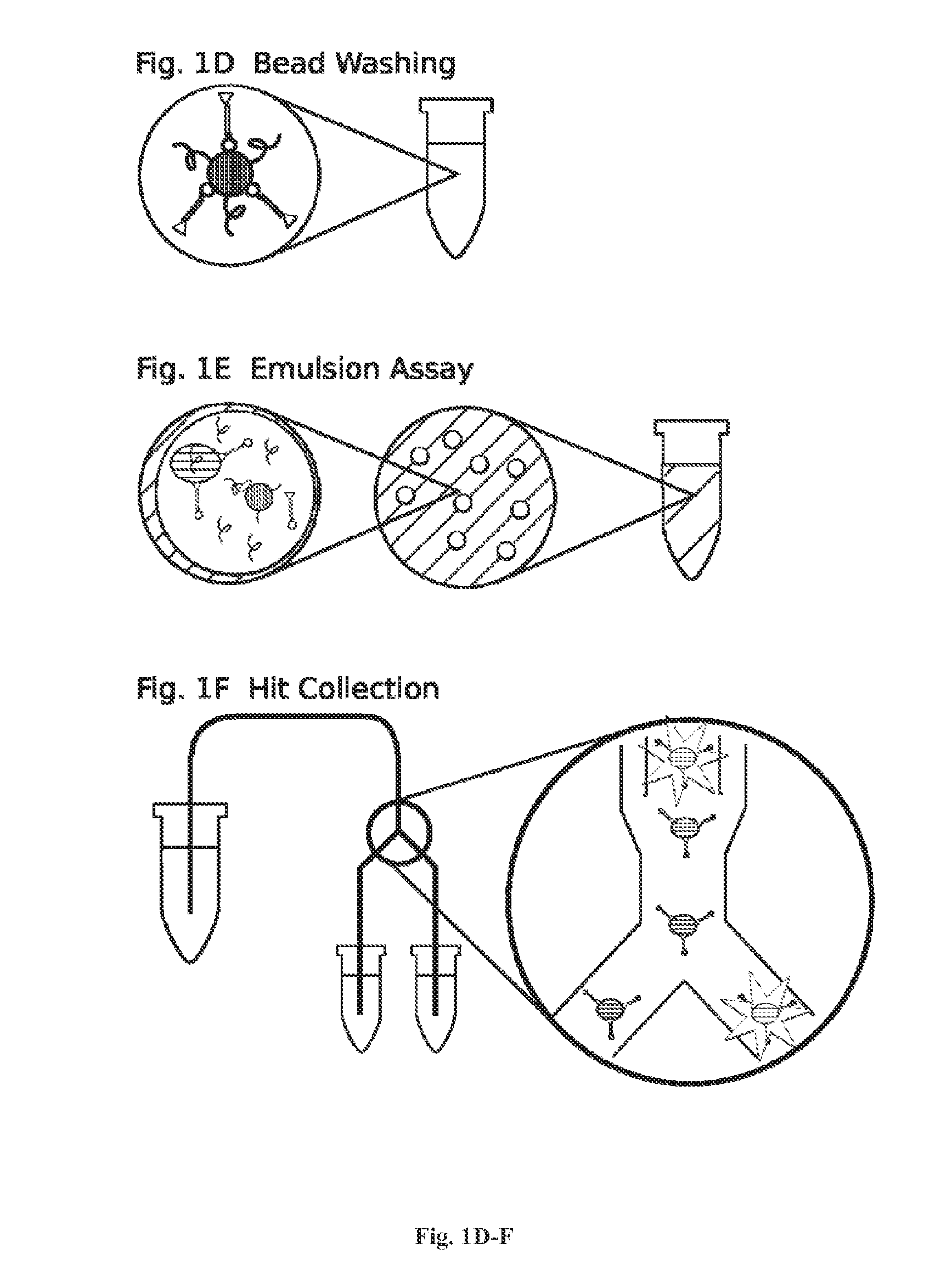 High throughput screen for biologically active polypeptides