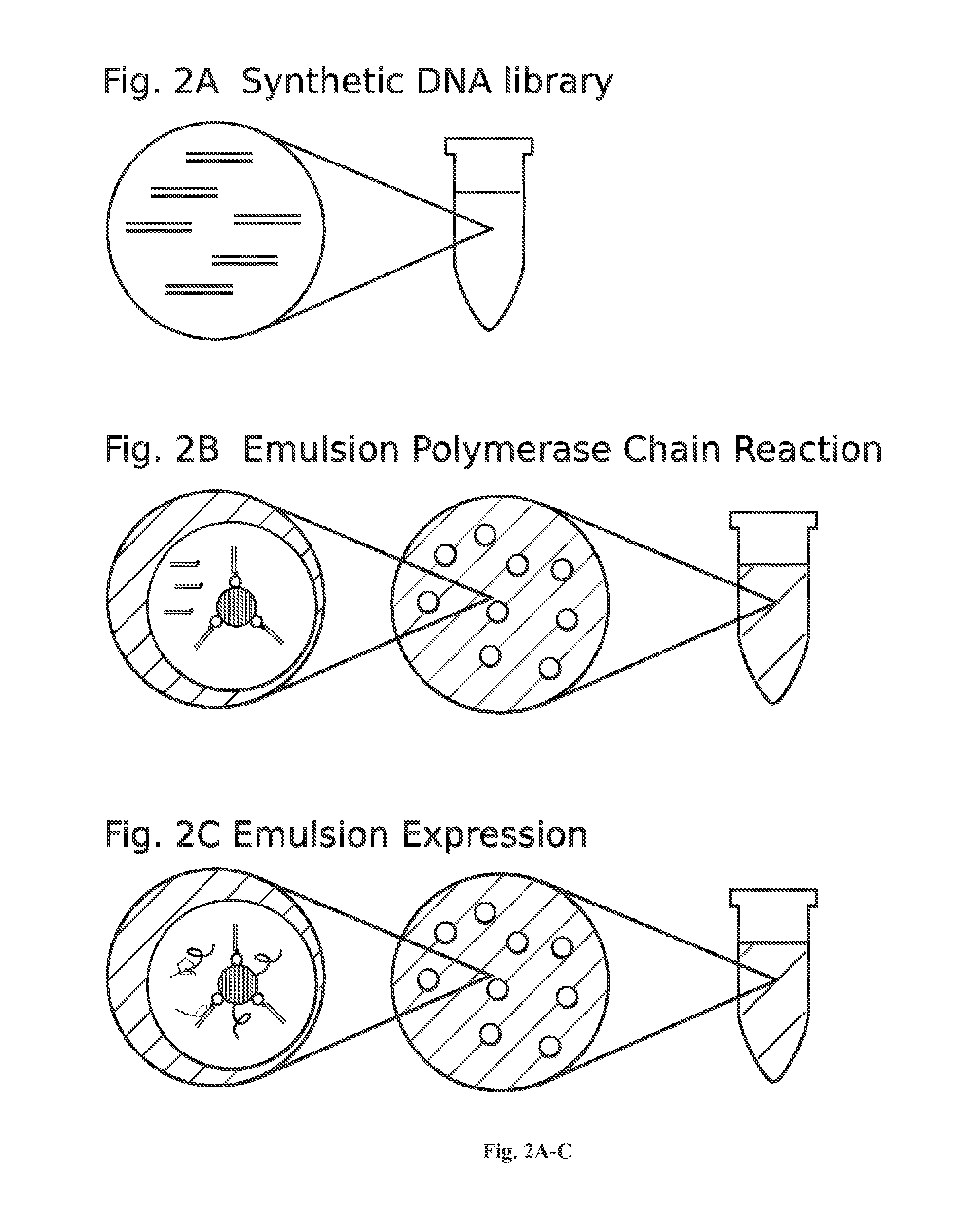 High throughput screen for biologically active polypeptides