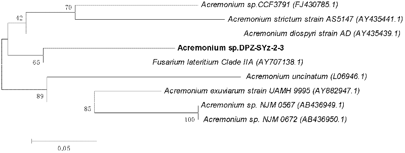 New fungus Acremonium sp. DPZ-SYz-2-3 for high efficiency cellulose degradation and application thereof