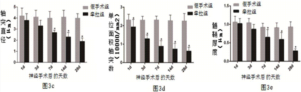 Construction method of residual root model of rat brachial plexus injury and evaluation method of residual root function