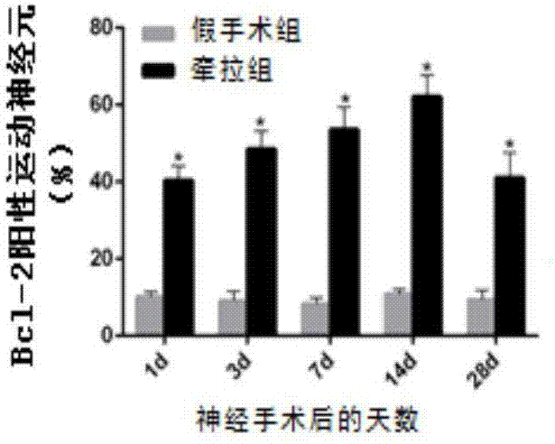 Construction method of residual root model of rat brachial plexus injury and evaluation method of residual root function