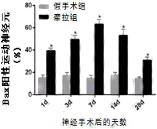 Construction method of residual root model of rat brachial plexus injury and evaluation method of residual root function