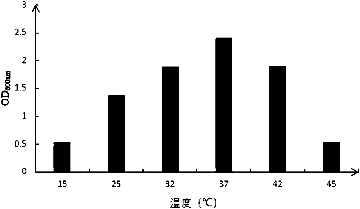 Lactobacillus plantarum and application thereof in fruit enzyme product