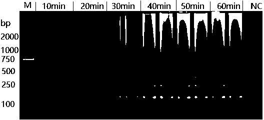 LAMP primer group for detecting helicobacter pylori cytotoxin related protein cagA and application thereof