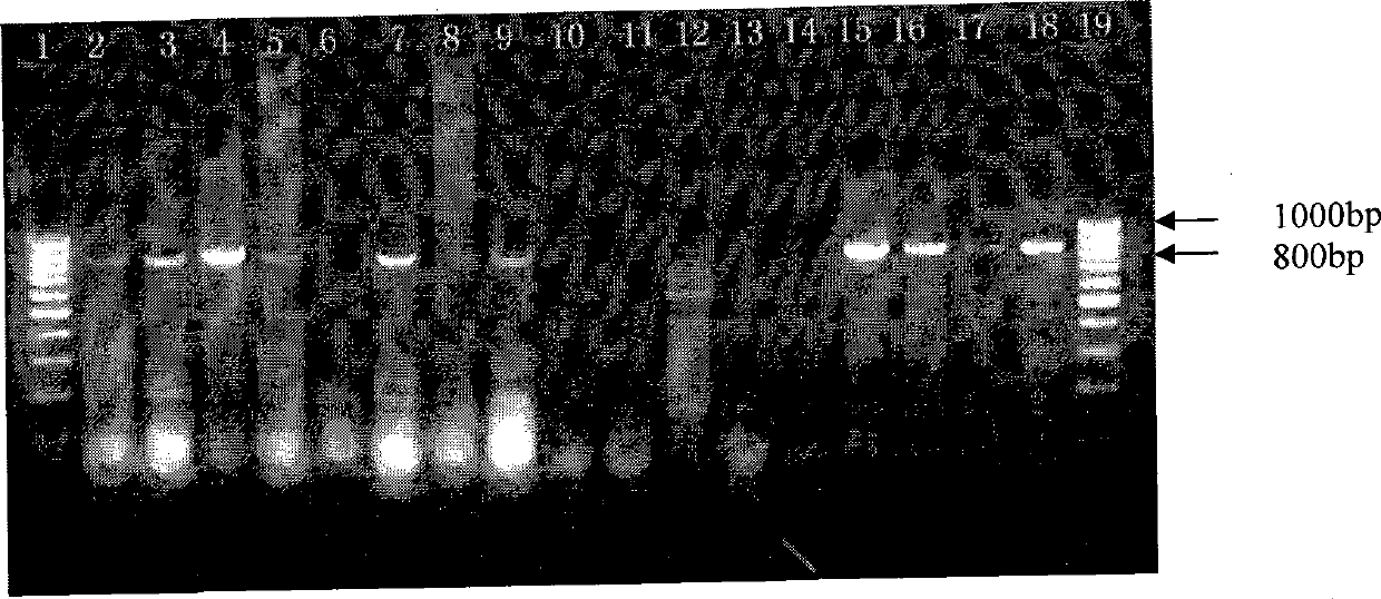 A segment of sequence and a restriction enzyme site for differentiating canine distemper viral vaccine strain and wild strain