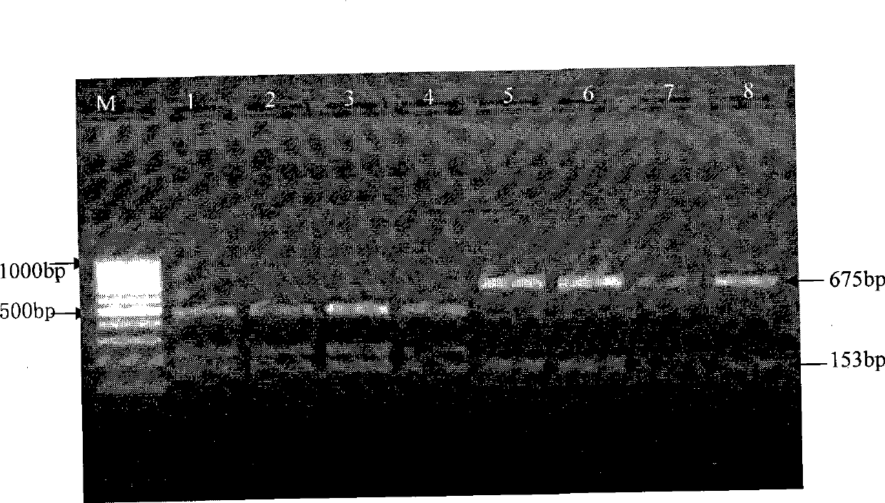 A segment of sequence and a restriction enzyme site for differentiating canine distemper viral vaccine strain and wild strain