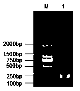 Construction of pig peripheral bloodmononuclear lymphocytePD-L2 (programmed death-ligand 2) recombinantplasmids, real-time gene abundance detection method and application of method