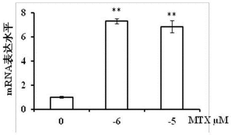 Application of lincRNA in the preparation of drugs for regulating methotrexate tumor treatment drug resistance