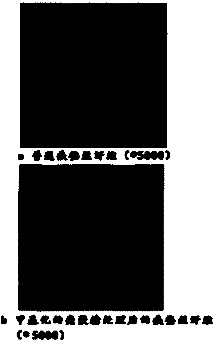 Method for modifying real silk fibers by using methylated chitosan