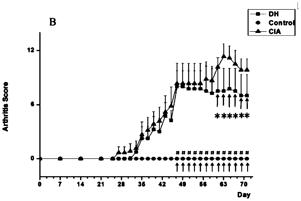 Application of dracocephalum heterophyllum benth in medicines for prevention and treatment of joint damage/rheumatoid arthritis.