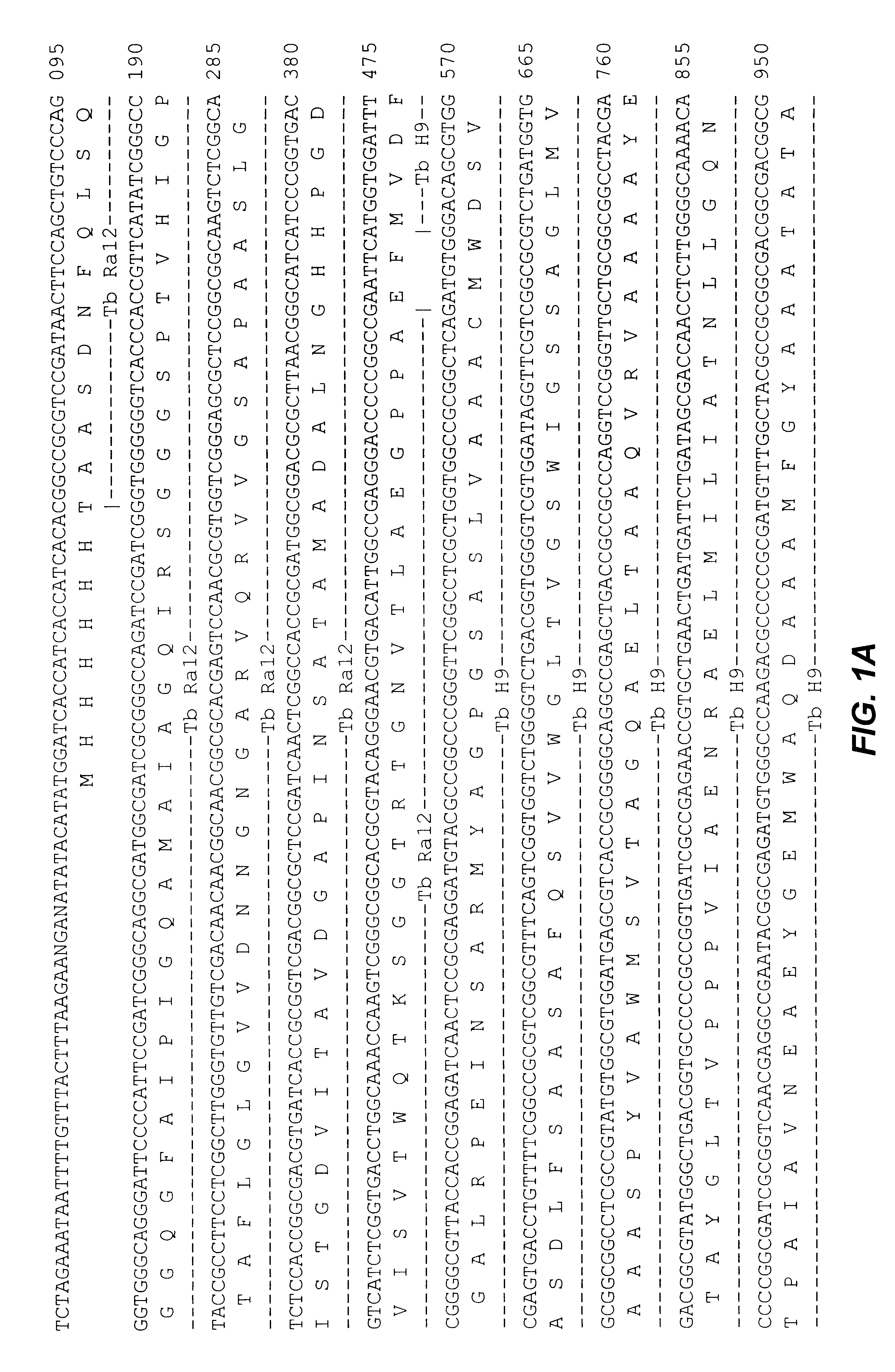 Fusion proteins of mycobacterium tuberculosis antigens and their uses