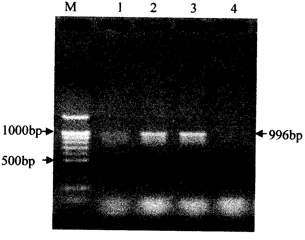 Colloidal gold immunization test strip and detection method for detecting plum pox virus