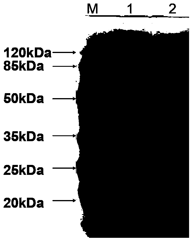 Bovine Cryptosporidium ELISA detection kit