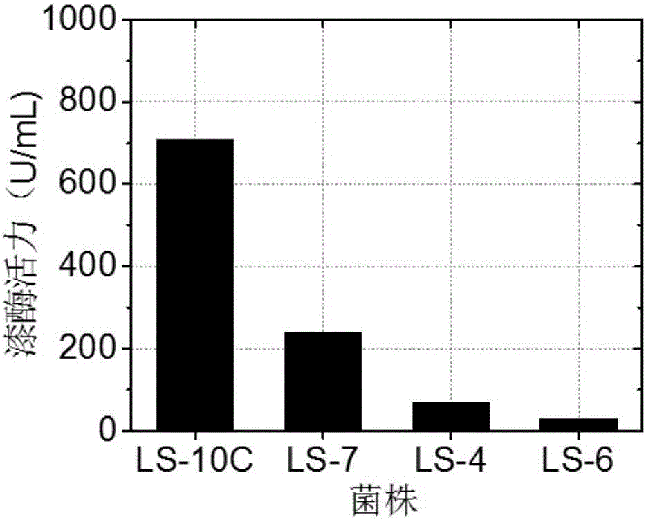 Liquid medium used for production of laccase through fungal fermentation, and preparation method and application thereof