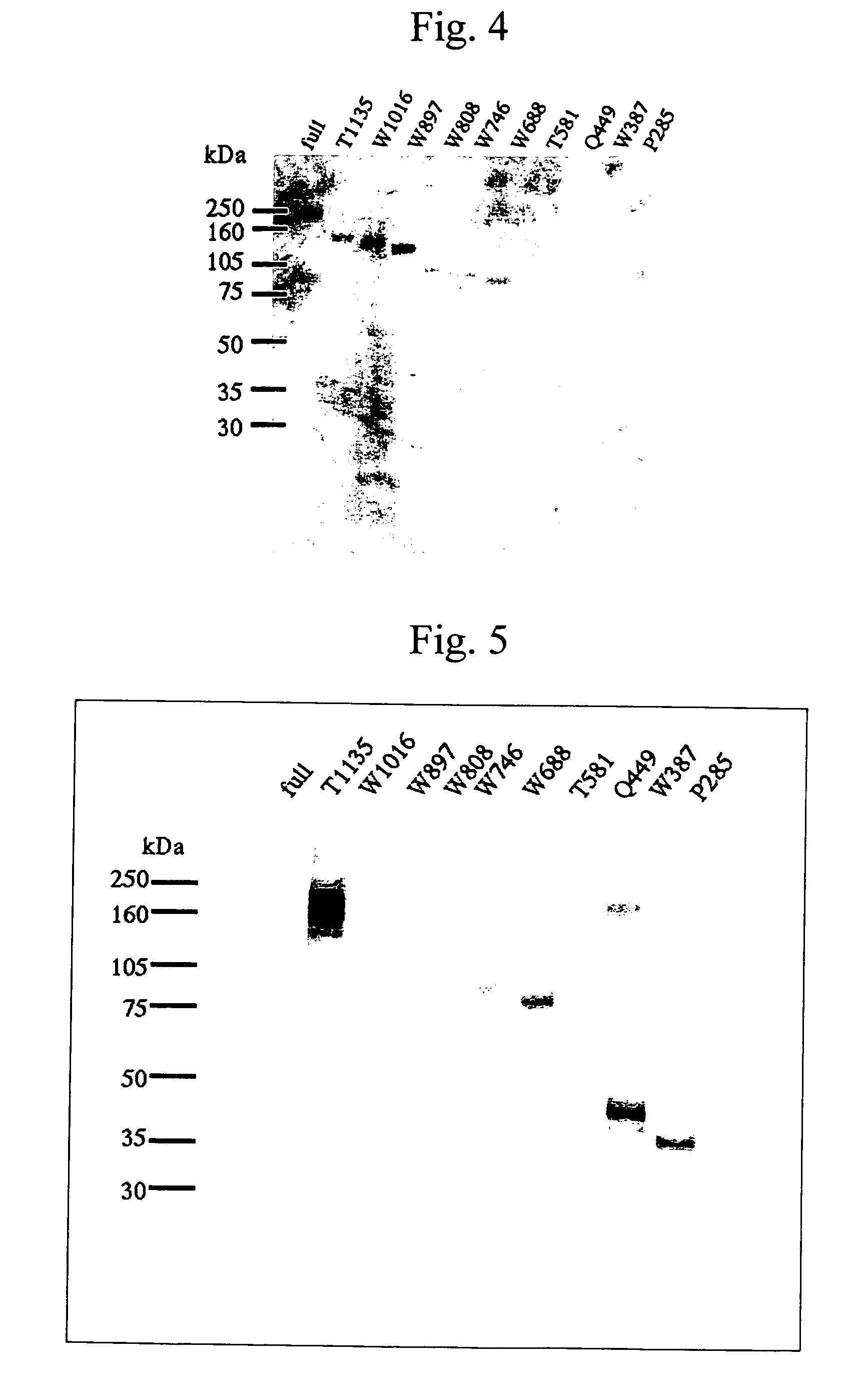 Antibody against von Willebrand factor cleaving enzyme and assay system using the same