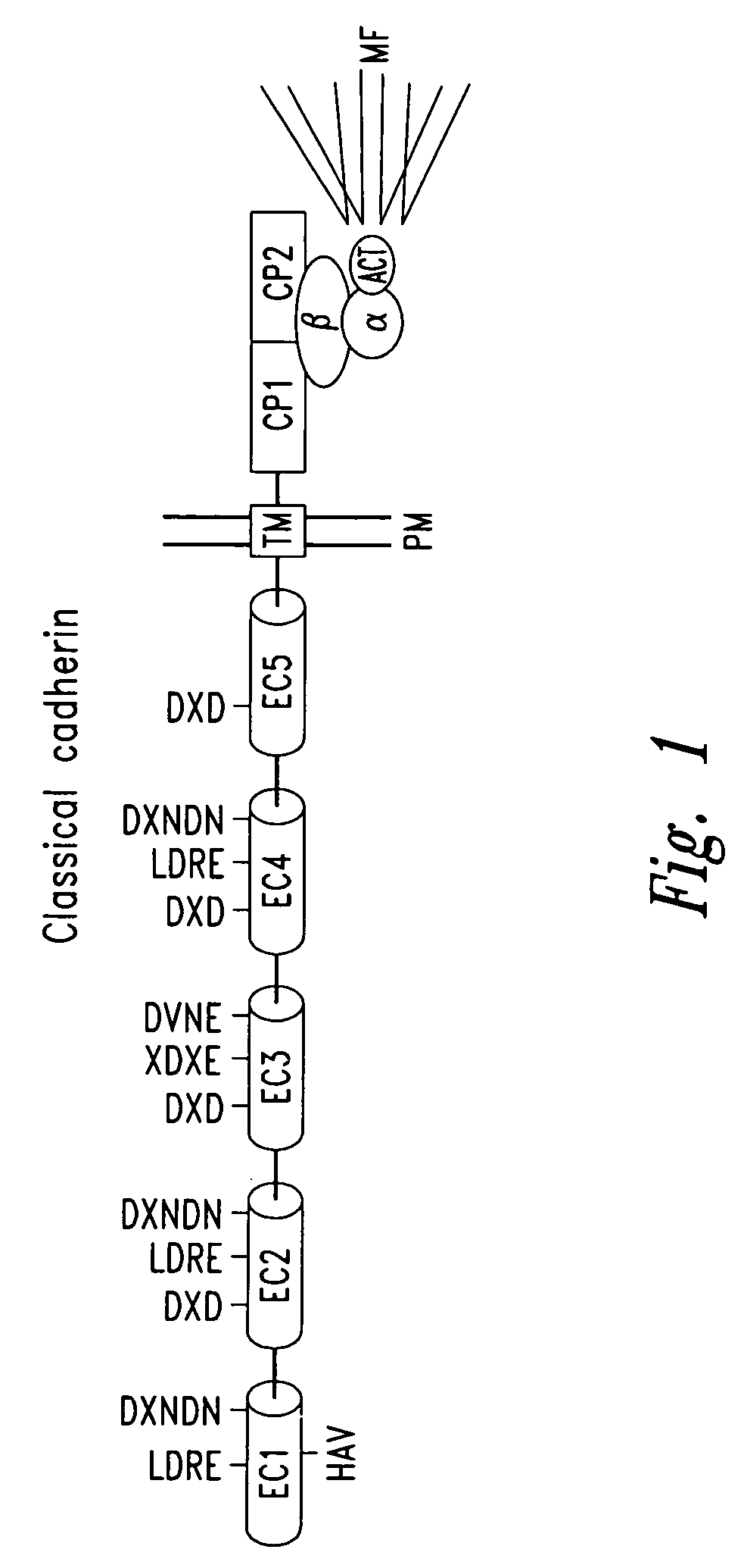 Peptidomimetic modulators of cell adhesion