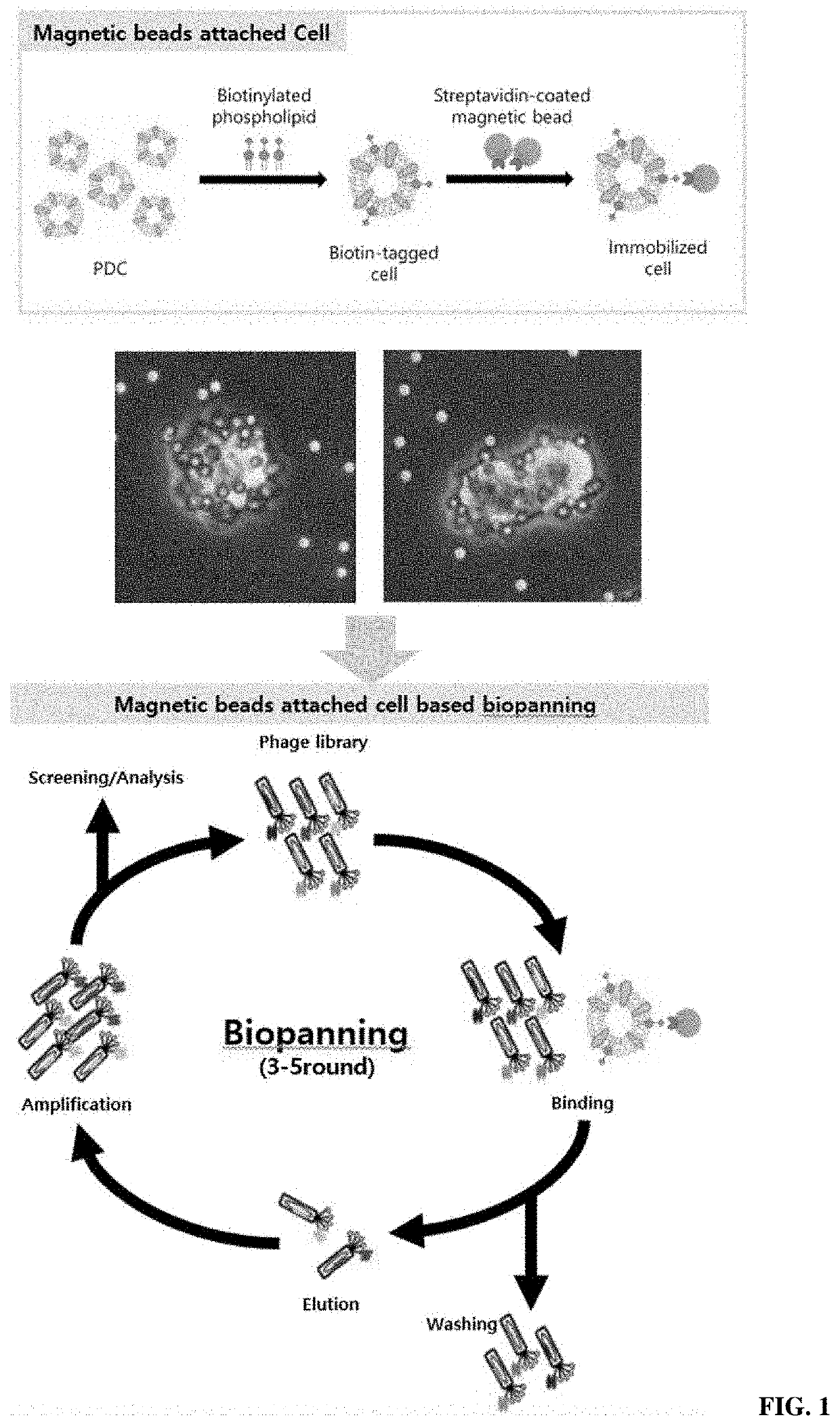 Magnetic-based biopanning method through attachment of magnetic bead to cell