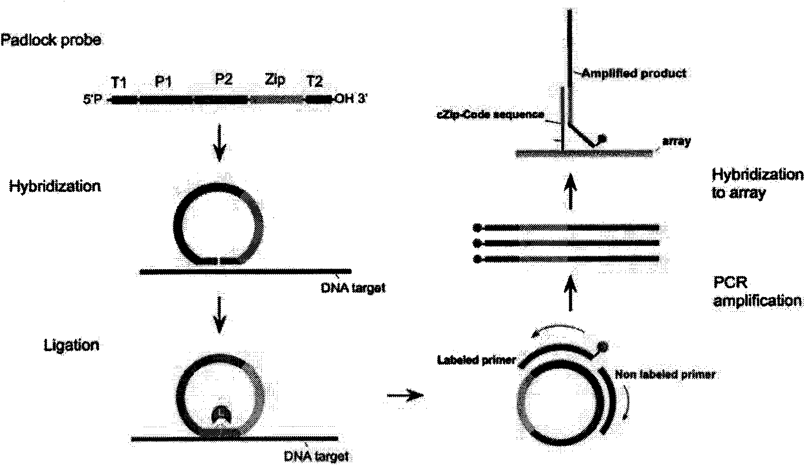 Padlock probe for detecting Acidovorax avenae subsp.citrulli and detection method