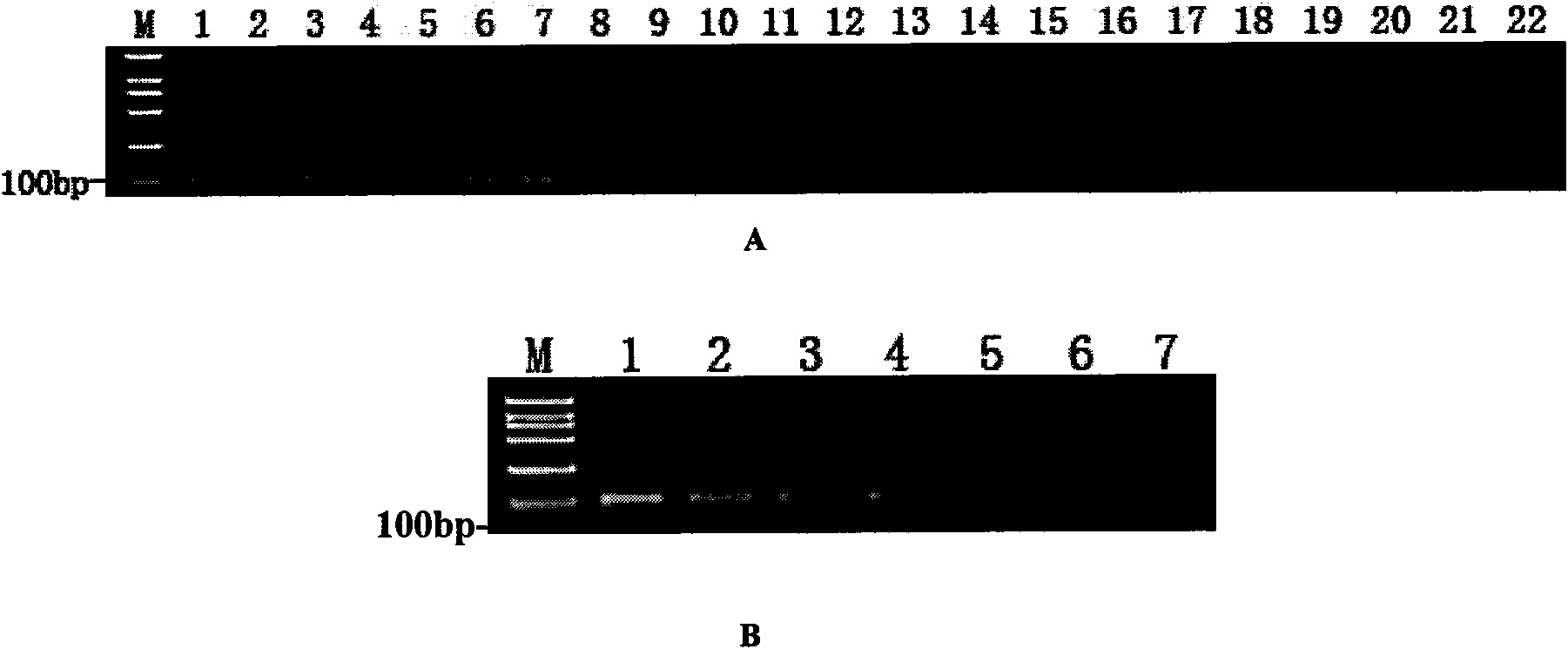 Padlock probe for detecting Acidovorax avenae subsp.citrulli and detection method