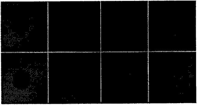 Padlock probe for detecting Acidovorax avenae subsp.citrulli and detection method