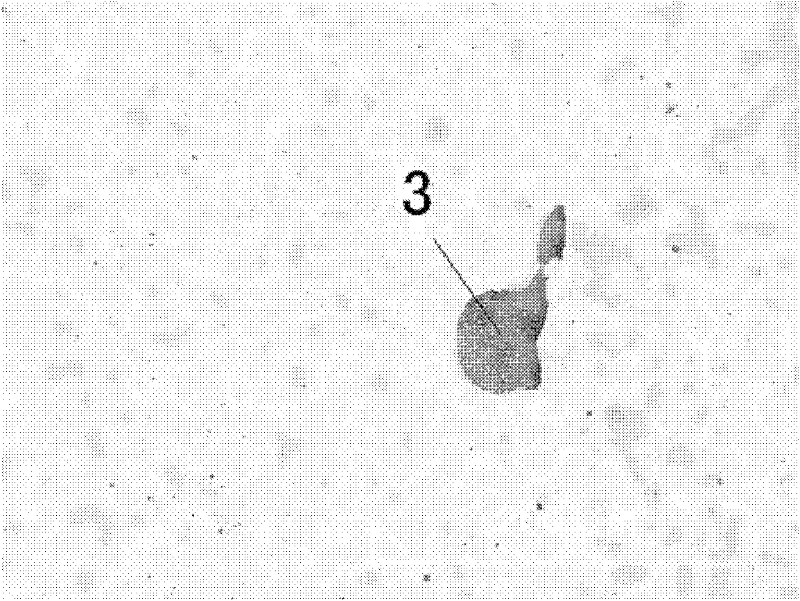 Method for preparing seawater corrosion resistant cladding layer on steel matrix