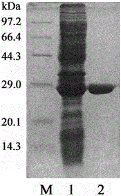 Cryogenic chitosanase and encoding gene and application thereof