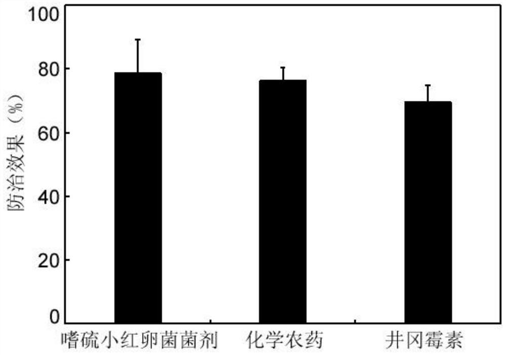 Rhodochrodia thiaphila strain, Rhododia thiaphila bacteria agent and application thereof